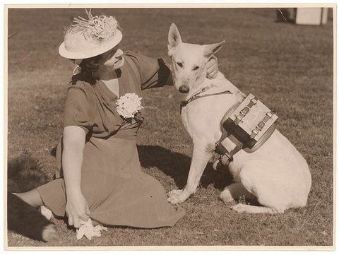 Dog with backpack, 1939 - by Sam Hood