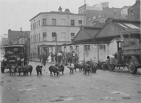 Twenty four pigs being driven along Day Street, Sydney, by a truck, ca. 1929 - Sam Hood, c. 1929