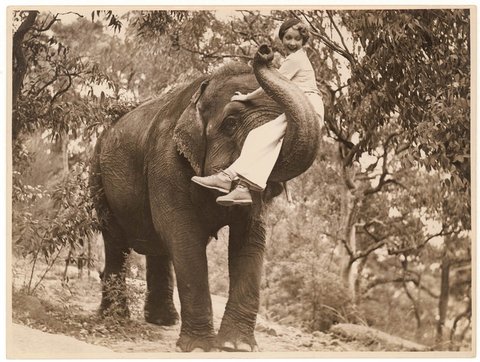 Film star Helen Twelvetrees on an elephant, Taronga Park Zoo, Sydney, 1936-7 - Sam Hood, 1935–36
