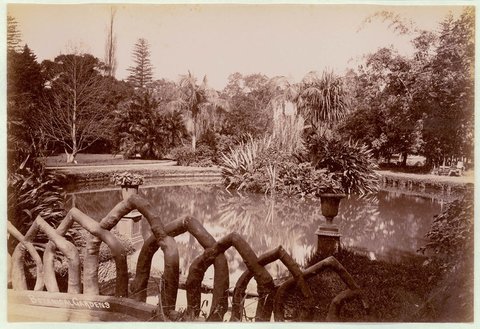 Botanical Gardens, Sydney, c. 1900-1910, 1900–10