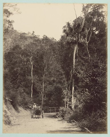 Lady Carrington Road, at Bola Creek bridge, (New South Wales), 1888
