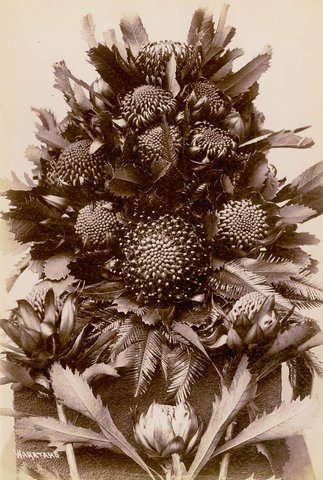 Waratahs, c. 1900-1910 - by Star Photo Co, 1900–10