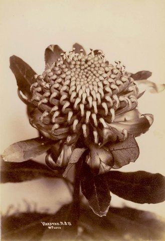 Waratah, ca. 1900-1910 - Star Photo Co, 1900–10