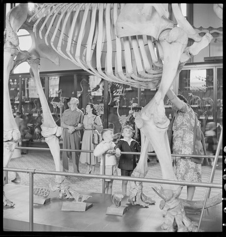 Australian Museum, March 1950, from Series 02- Sydney people & streets, 1948-1950, photographed by Brian Bird