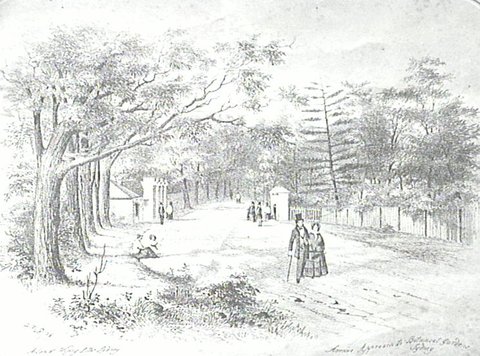Sydney Botanic Garden - Avenue Approach - 1856