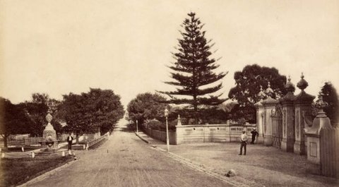 Sydney Botanic Garden - 1882