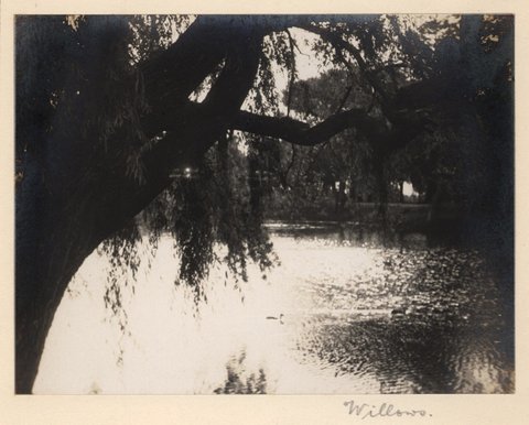 'Willows' - RAHS-Osborne Collection c. 1930s