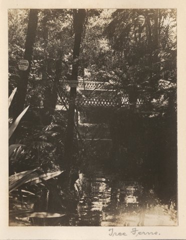 'Tree Ferns' - RAHS-Osborne Collection c. 1930s