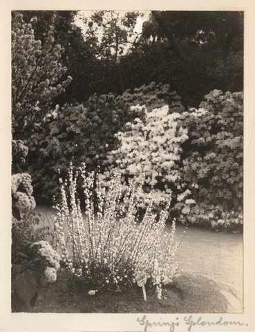 'Spring's Splendour' - RAHS-Osborne Collection c. 1930s