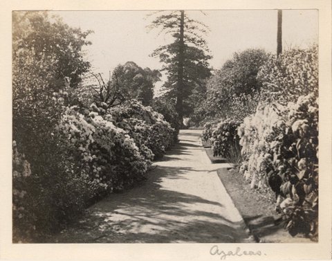 'Azaleas 4' - RAHS-Osborne Collection c. 1930s