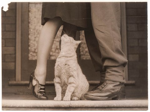 Soldier's goodbye and Bobbie the cat, Sydney, ca. 1939-ca. 1945 - by Sam Hood, c. 1940