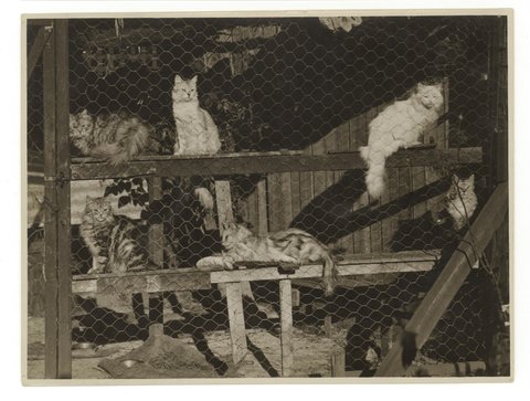 Cattery, ca. 1925-ca. 1945, Sam Hood, c. 1925