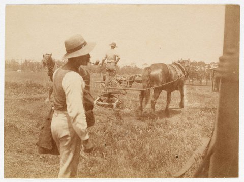Farm scene from Sydney, ca. 1885-1890 - photographed by Arthur K. Syer, 1885–90