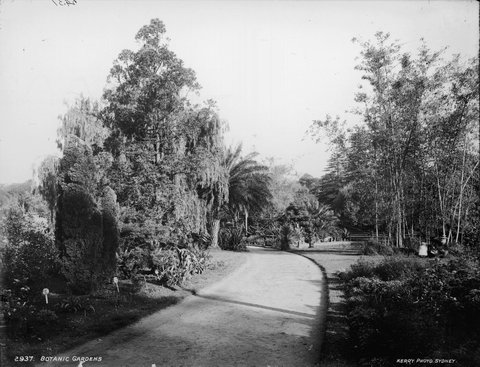 Botanic Gardens, Sydney, c. 1900