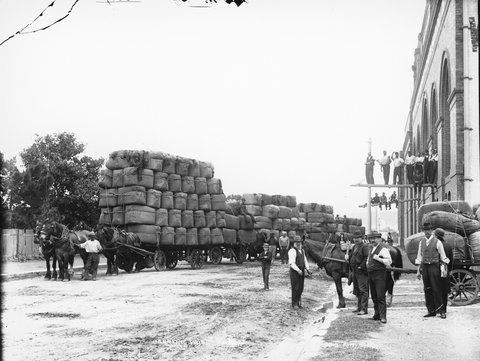 Carrying wool, Sydney, c. 1900