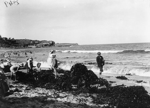 Coogee Beach from The Powerhouse Museum, c. 1900