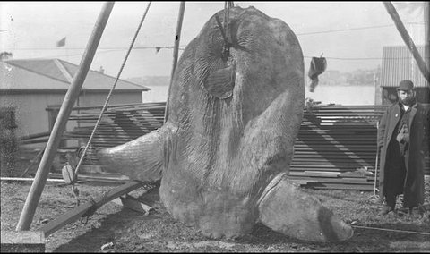 MolaRamsayiDarlingHbr, 1882