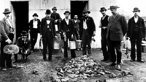 Sydney Plague 1900