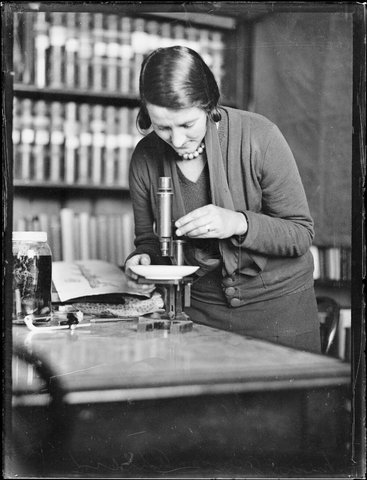 Joyce Allan examining a specimen under a microscope at the Australian Museum, Sydney, 26 August 1931