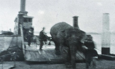 JESSIE the elephant disembarking from vehicular ferry on her way to the new Taronga Zoo 1916